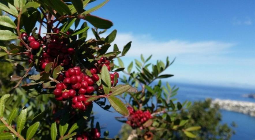 Appartamento Il Vecchio Lentisco Alghero Esterno foto